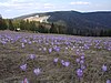 Turbacz Mountain i Gorcebjergene