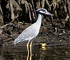 Yellow-crowned Night Heron - Jonathan Dickinson State Park