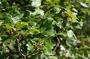 Montpellier-Løn (Acer monspessulanum) Foto: Fritz Geller-Grimm.