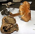 Inocybe godeyi