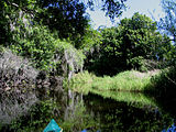 Kayaking on the Myakka River.