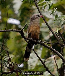 Helbruna malkohao