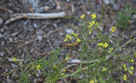 Branches and flowers