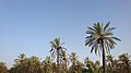 Date Palms in Behbahan, Iran