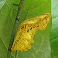 Pupa de Atrophaneura alcinous