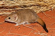 Brown antechinus