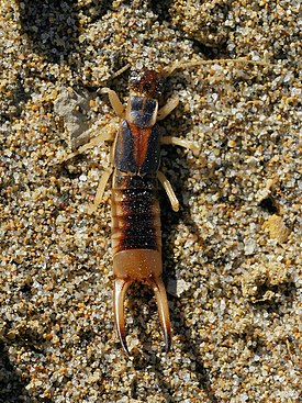 Lapidura riparia