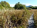 Marais du Maravant à Saint-Paul-en-Chablais.