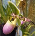 Paphiopedilum chamberlainianum