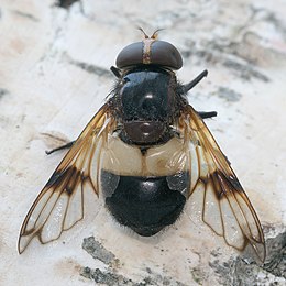 A zengőlegyek közé tartozó üveges pihelégy (Volucella pellucens)