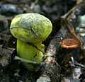 Boletus junquilleus