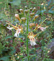 Collinsonia canadensis