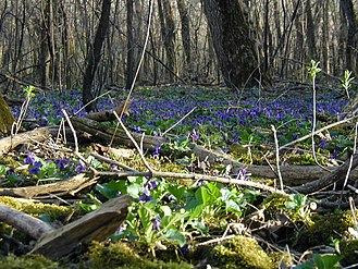 Spring forest bloom