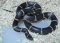 Lampropeltis getula getula