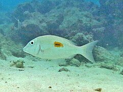 Un capitaine saint-Pierre ou empereur taché (Lethrinus Harak)