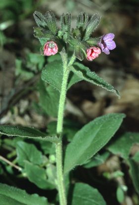 Almindelig Lungeurt (Pulmonaria obscura)