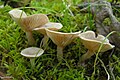 Lactarius glyciosmus