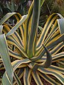 Noodah (Agave americana var. 'marginata')