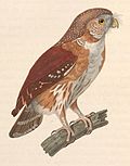 Miniatura para Glaucidium minutissimum