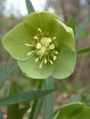 zelena čemjerca (Helleborus viridis)