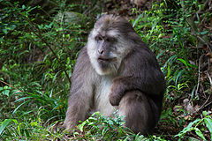 ♂ Macaca thibetana