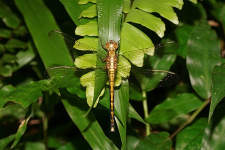 Orthetrum luzonicum (പെൺതുമ്പി)