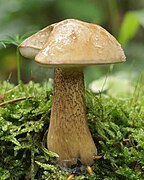 Tylopilus felleus, le Bolet amer, amer.