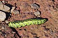 Larva of Agrius convolvuli