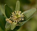 Съцветие с мъжки и женски цветчета (Buxus sempervirens)