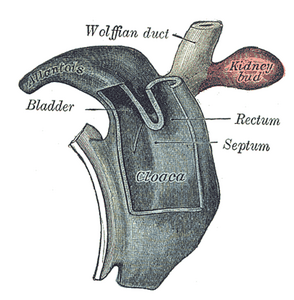 Cloaca van een menselijk embryo van vijfentwintig tot zevenentwintig dagen oud (vanaf de bevruchting).