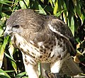 Suopis atsikyrėlis(Buteo solitarius)