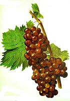 Muscat rouge de Madère.