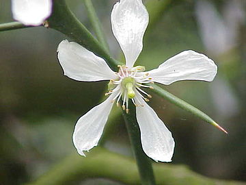 Blüte und ein Dorn