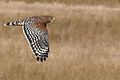 Red-shouldered hawk