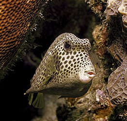 Lactophrys bicaudalis