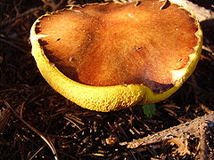 Suillus luteus, del orden Boletales con poros de amarillo fuerte