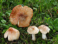 Inocybe erubescens