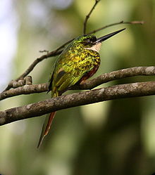 Galbula ruficauda - back.jpg