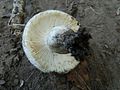 Russula anatina