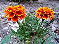 Tagetes picador