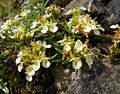 Teucrium montanum