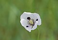 White-flower variety