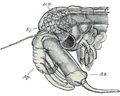 Testa di un maschio Daphnia , un crostaceo planctonico