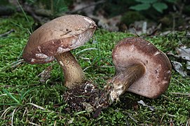 Tylopilus felleus