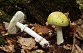 !!! Amanita phalloides !!!