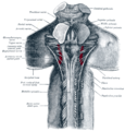 Parte superior da medula espiñal e do cerebro posterior e medio; aspecto posterior, exposto in situ.