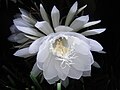 Night-blooming cereus