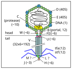 The bacteriophage lambda virion