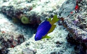 Une demoiselle bleue et jaune (Pomacentrus caeruleus)