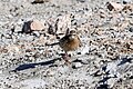 Rosy pipit